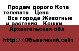  Продам дорого Кота-телепата › Цена ­ 4 500 000 - Все города Животные и растения » Кошки   . Архангельская обл.